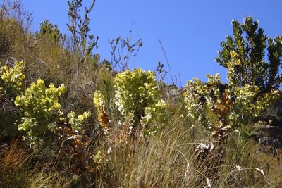 Rafnia amplexicaulis, photographed by Tony Rebelo