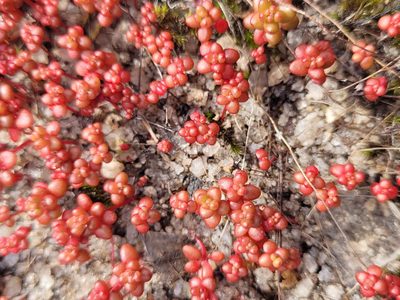 Sedum smallii, photographed by Daniel Washburn