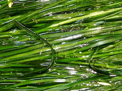 Vallisneria australis, photographed by Peter de Lange