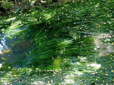 Vallisneria australis, photographed by Peter de Lange