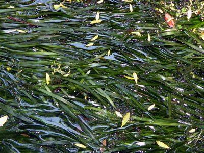 Vallisneria australis, photographed by Peter de Lange