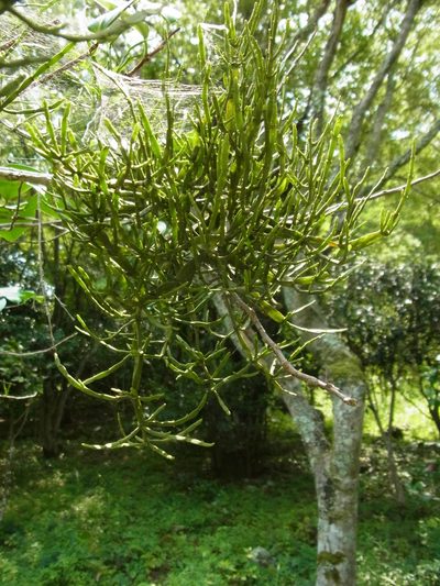 Korthalsella japonica, photographed by heikindai_87
