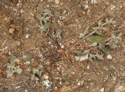 Hollisteria lanata, photographed by Steve Matson