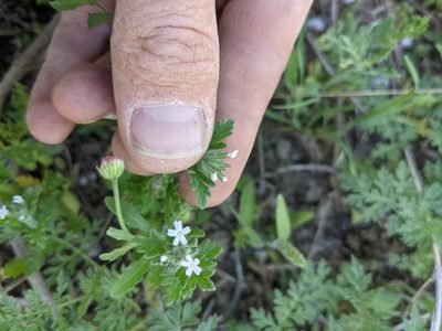 Verbena quadrangulata, photographed by Cleveland Powell
