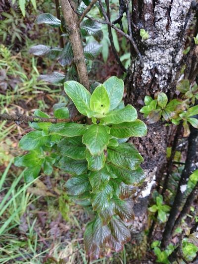 Coprosma ochracea, photographed by Abby Darrah