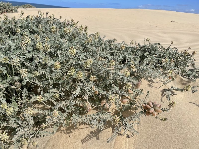 Astragalus anemophilus, photographed by Sula Vanderplank