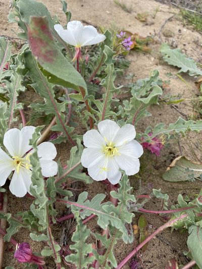 Oenothera wigginsii, photographed by Sula Vanderplank