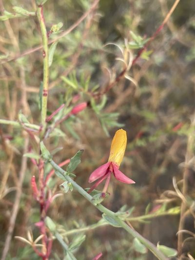 Eulobus crassifolius, photographed by Sula Vanderplank