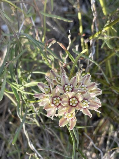 Funastrum arenarium, photographed by Sula Vanderplank