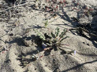 Phacelia stellaris, photographed by Sula Vanderplank