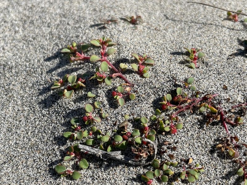 Euphorbia pondii, photographed by Sula Vanderplank