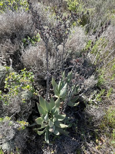 Dudleya cultrata, photographed by Sula Vanderplank