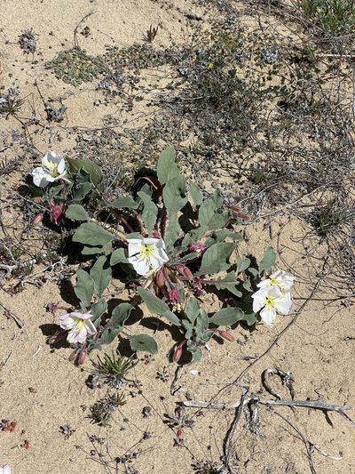 Oenothera wigginsii, photographed by Sula Vanderplank