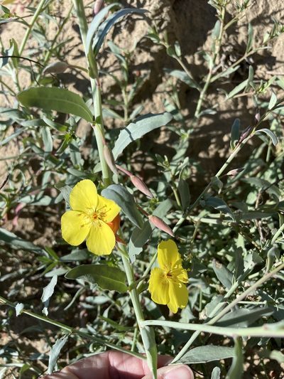 Eulobus crassifolius, photographed by Sula Vanderplank