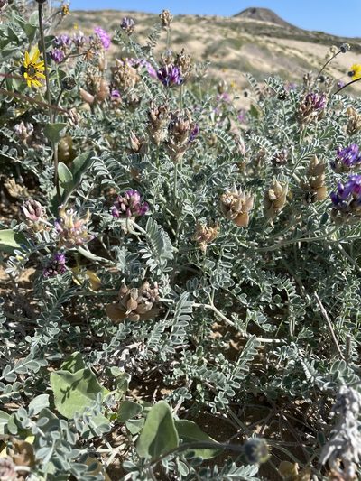 Astragalus harbisonii, photographed by Sula Vanderplank