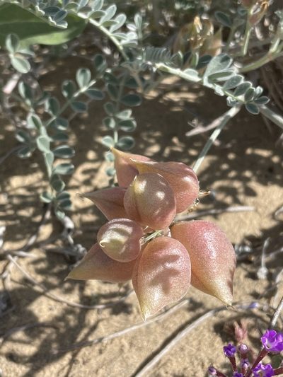 Astragalus harbisonii, photographed by Sula Vanderplank