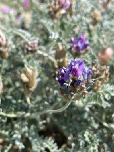 Astragalus harbisonii, photographed by Sula Vanderplank