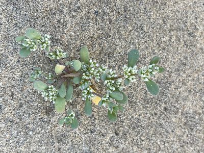 Achyronychia cooperi, photographed by Sula Vanderplank