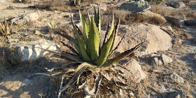 Agave salmiana, photographed by Tereso Hernández Morales