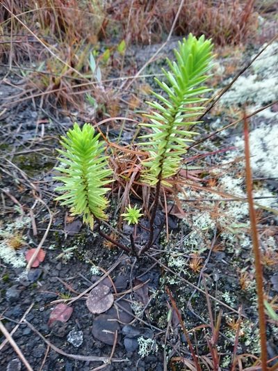 Dubautia ciliolata, photographed by Abby Darrah