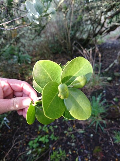Santalum paniculatum, photographed by Abby Darrah