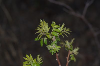Rhus lanceolata, photographed by Michelle W. （鍾偉瑋）