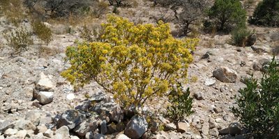 Barkleyanthus salicifolius, photographed by Tereso Hernández Morales