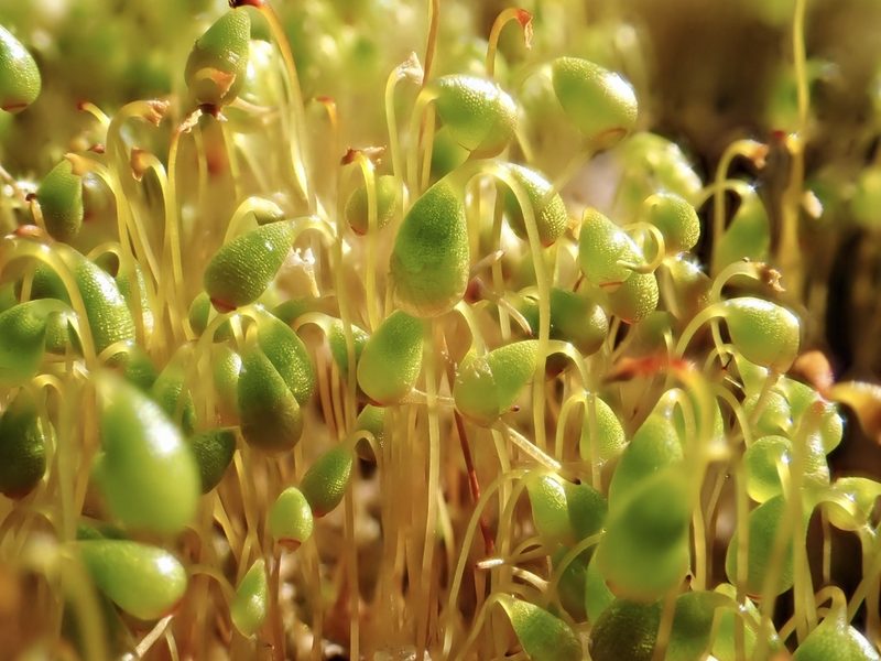 Funaria flavicans, photographed by Cole Shoemaker