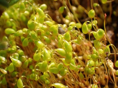 Funaria flavicans, photographed by Cole Shoemaker