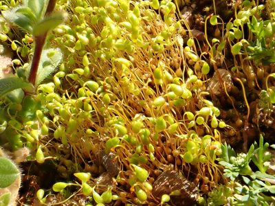 Funaria flavicans, photographed by Cole Shoemaker