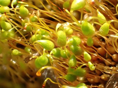 Funaria flavicans, photographed by Cole Shoemaker