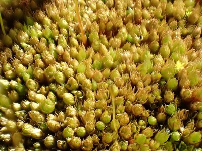 Funaria flavicans, photographed by Cole Shoemaker