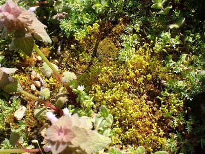 Funaria flavicans, photographed by Cole Shoemaker