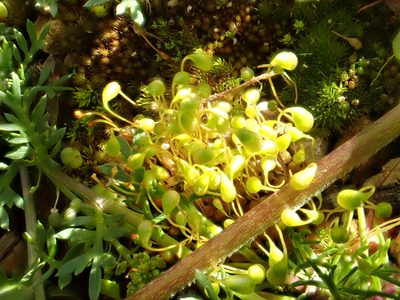 Funaria flavicans, photographed by Cole Shoemaker