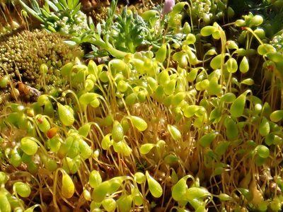 Funaria flavicans, photographed by Cole Shoemaker