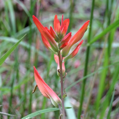 Castilleja patriotica, photographed by Katja Schulz