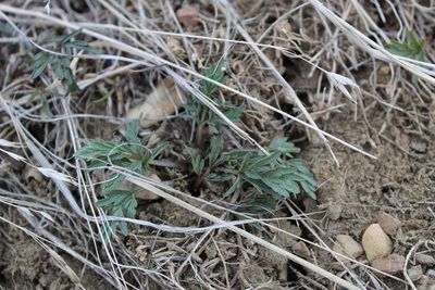 Cymopterus glomeratus, photographed by Tait Sougstad