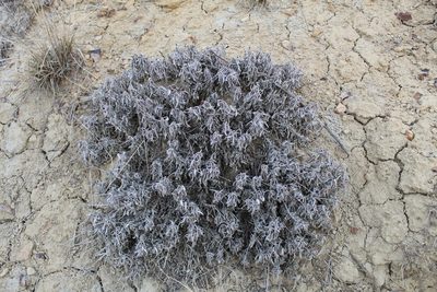 Eriogonum pauciflorum, photographed by Tait Sougstad