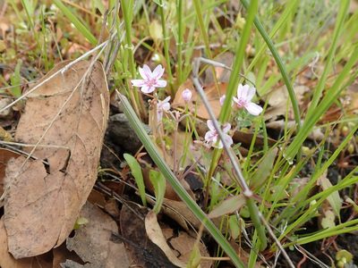 Claytonia gypsophiloides, photographed by joergmlpts