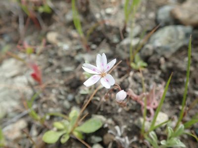 Claytonia gypsophiloides, photographed by joergmlpts