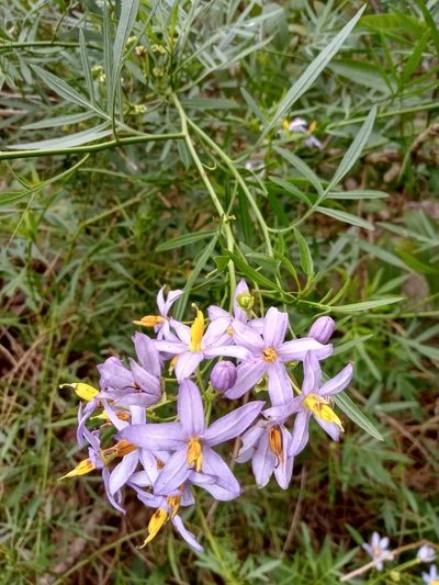 Solanum angustifidum, photographed by Matías Ponce