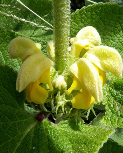 Phlomis russeliana, photographed by Peter de Lange