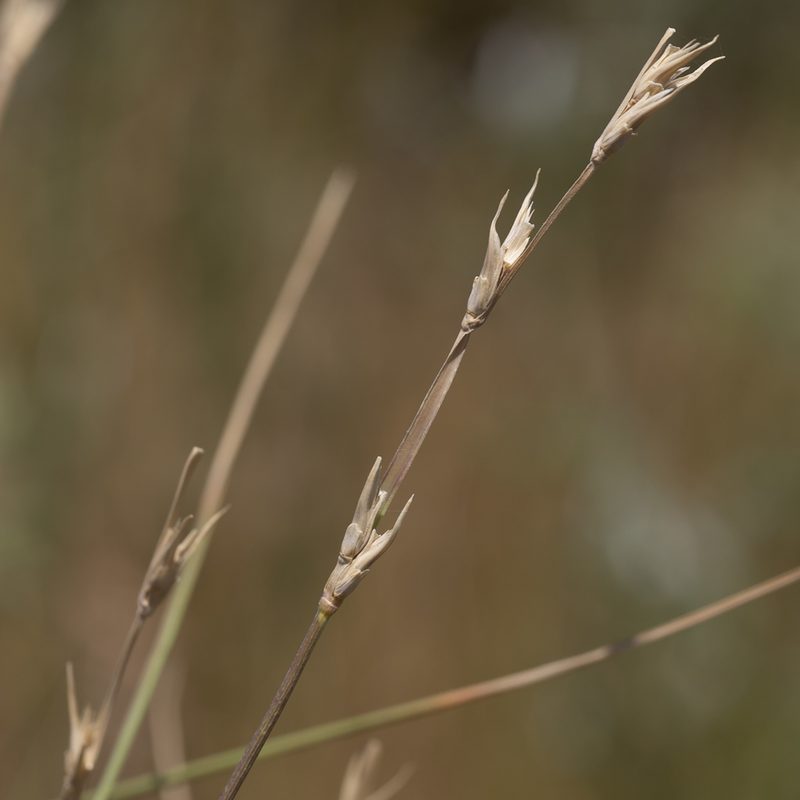 Uranthoecium truncatum, photographed by Kym Nicolson