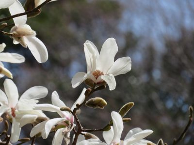Magnolia kobus, photographed by Marco Mussita