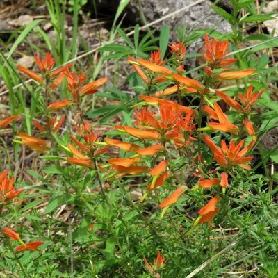 Castilleja patriotica, photographed by Katja Schulz