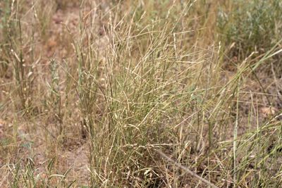Uranthoecium truncatum, photographed by Kym Nicolson
