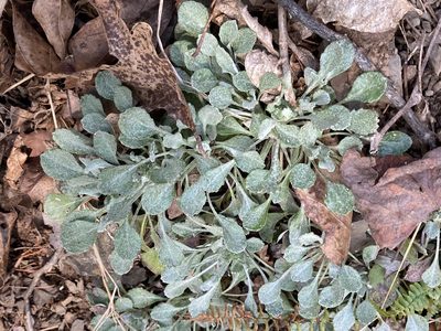 Packera antennariifolia, photographed by er-birds