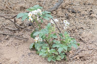 Solanum maglia, photographed by Darío De la Fuente