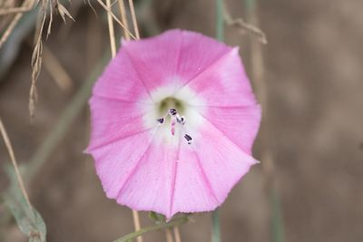 Convolvulus chilensis, photographed by Darío De la Fuente