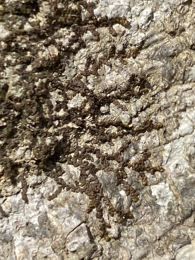 Frullania asagrayana, photographed by Alan Weakley